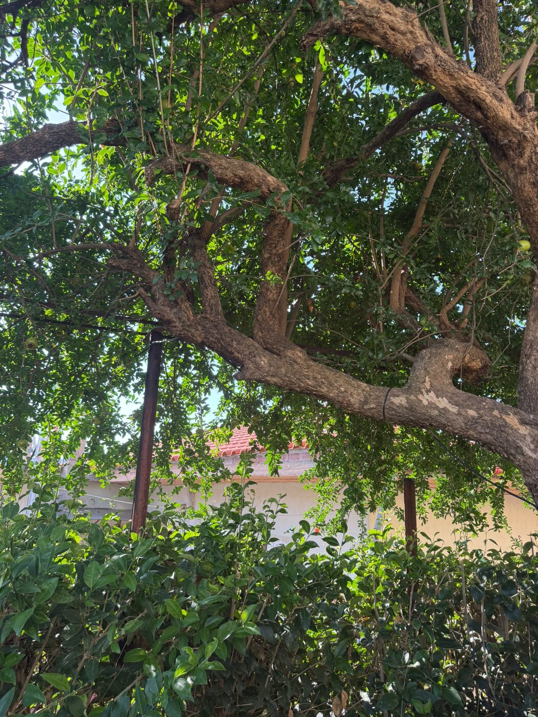 The old pomegranate tree in the garden